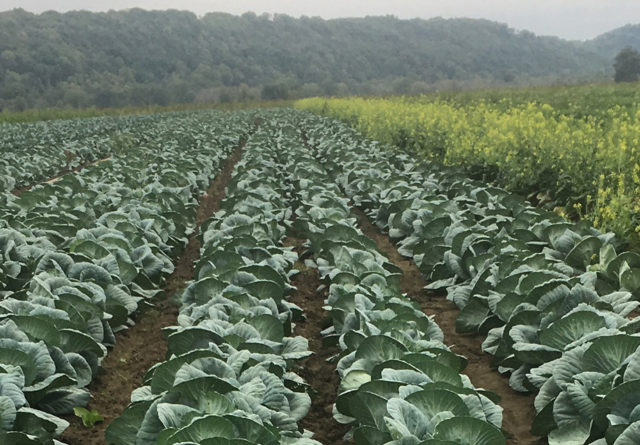 cabbage field