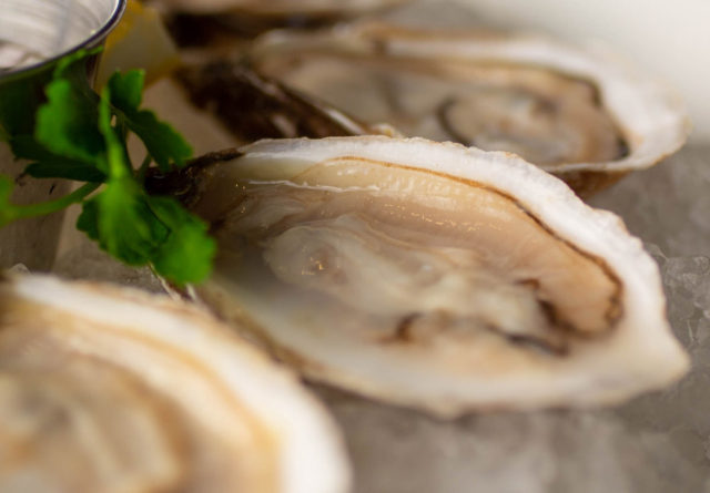 oysters
